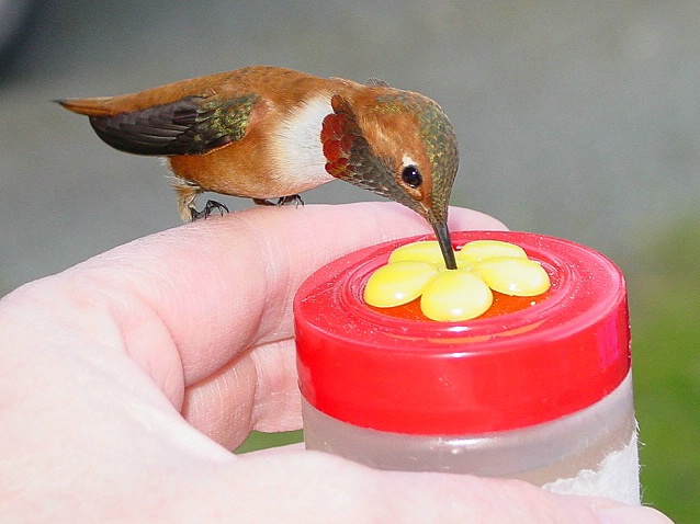 Hummingbird Feeding