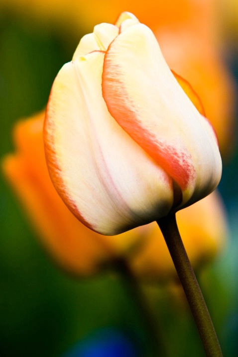 tulip_symmetry_web-1