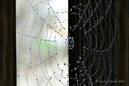 Tiffany Web