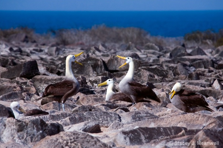 Galapagos Courtship dance, Cormorants - ID: 6031689 © Stacey J. Meanwell