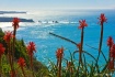 Ragged Point Flor...
