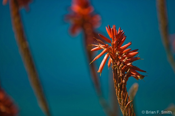 Ragged Point Flora 2