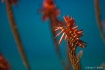 Ragged Point Flor...