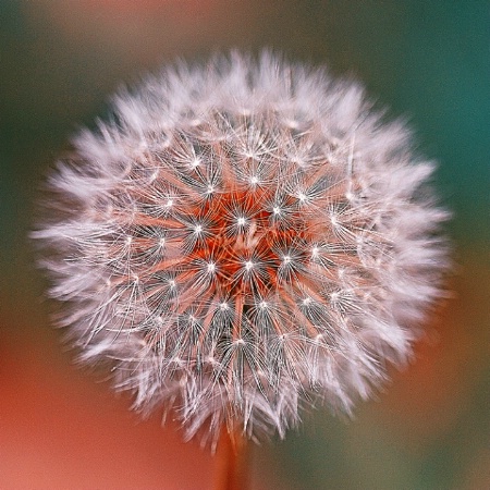 Make a Wish...