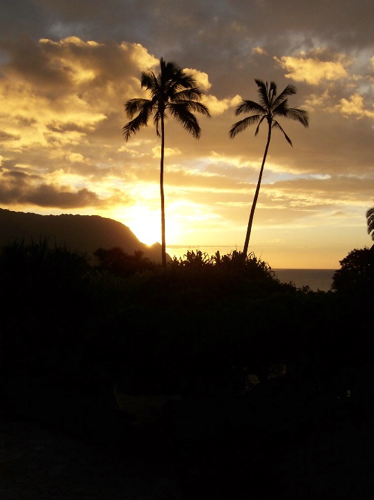 Perfect Palms, Kauai, Hawaii