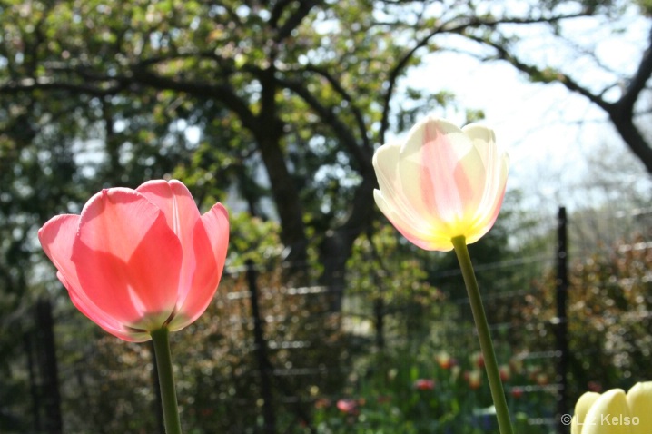 Tulips in the Sun