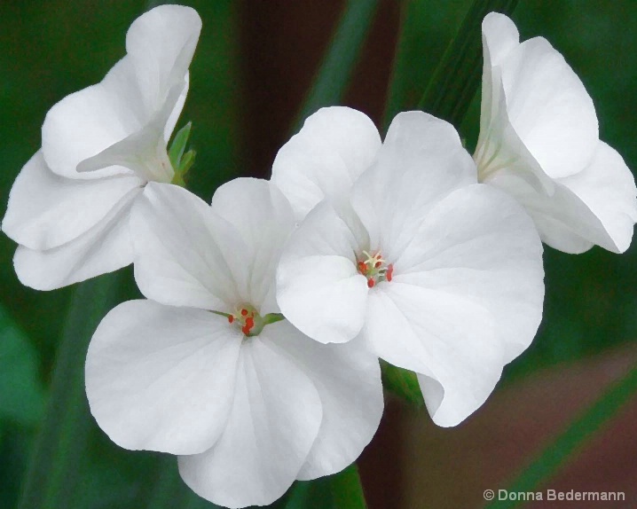White Geranium Blossoms