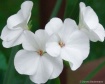 White Geranium Bl...