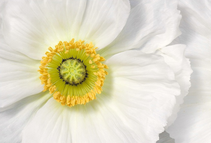 Iceland Poppy