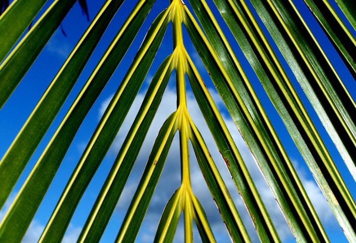 Tropical Blinds
