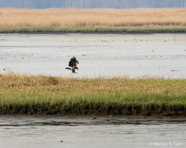 eagle-attack-9288-1 - ID: 6041798 © Marilyn S. Neel