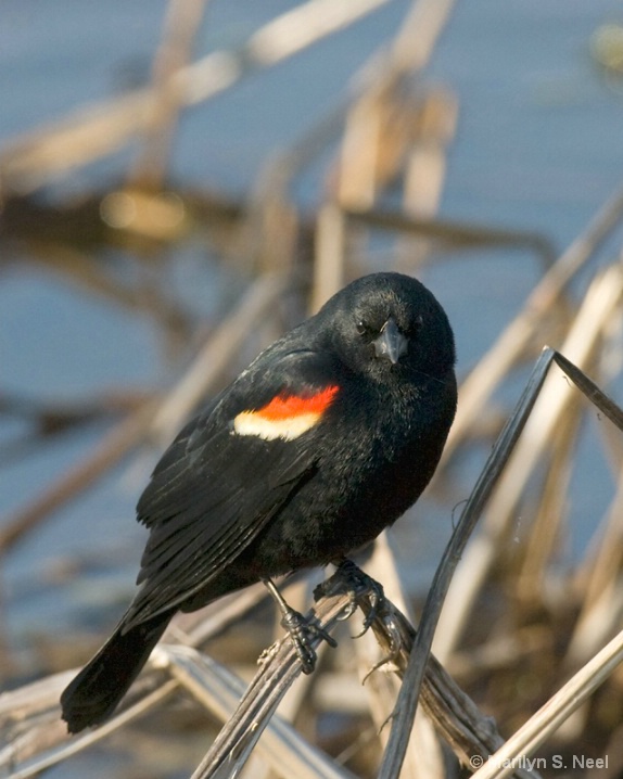 red-winged-blackbird-0003 - ID: 6041819 © Marilyn S. Neel