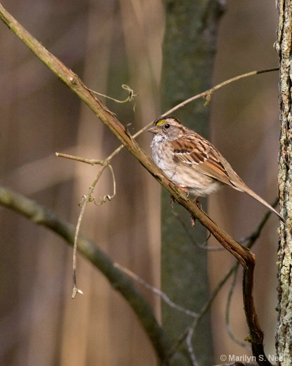 sparrow-9386 - ID: 6041829 © Marilyn S. Neel