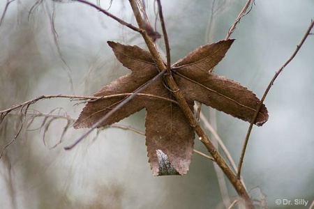 Fallen Leaf Star