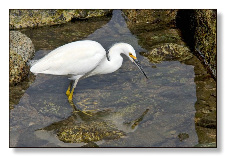 Snowy Egret