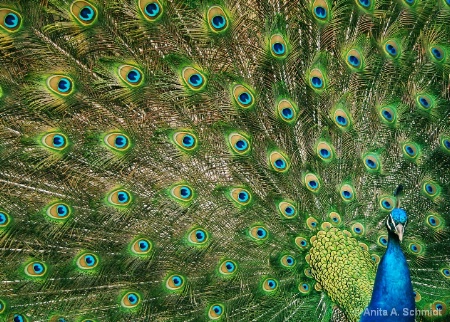 The Peacock