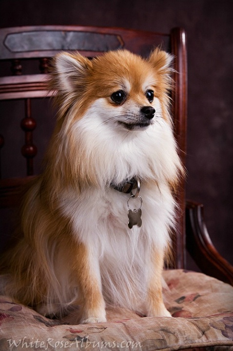 Portrait of a Pom