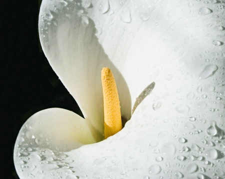 Rainy Day Lily