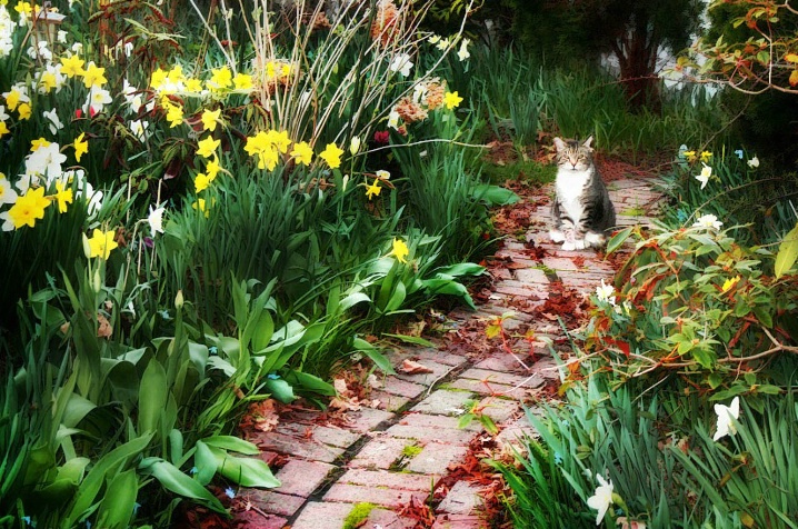 Cat on a Red Brick Path