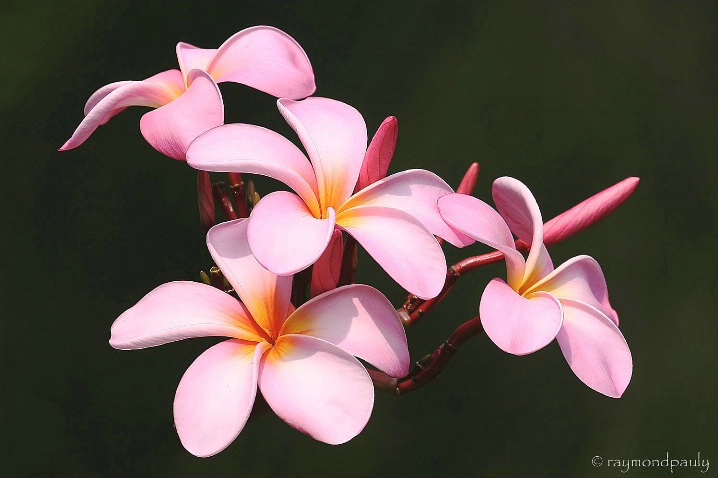 Pink Plumeria