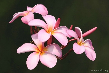 Pink Plumeria