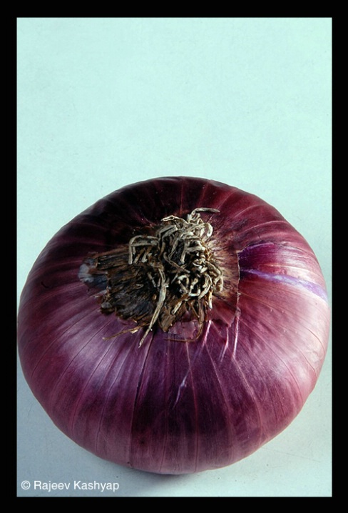 Onion #1