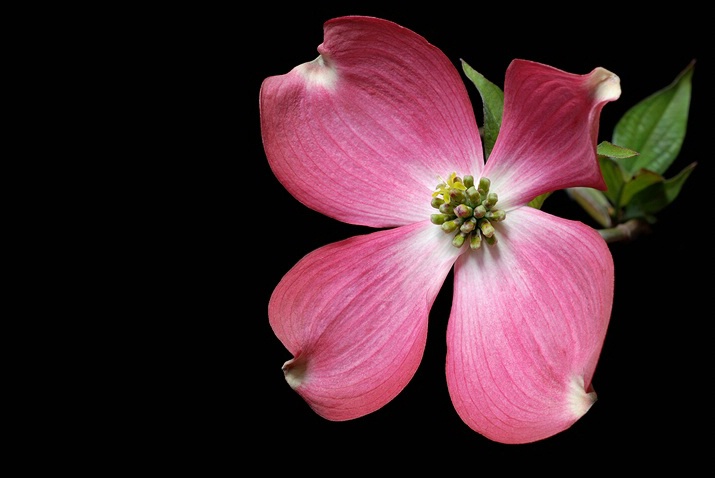 Pink Dogwood 