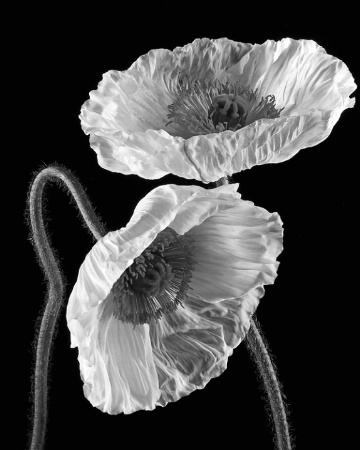 Papaver nudicaule