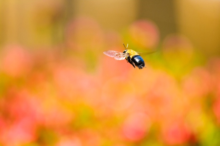 BIF! (Bumblebee In Flight)