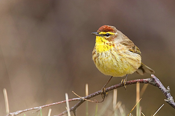 Palm Warbler