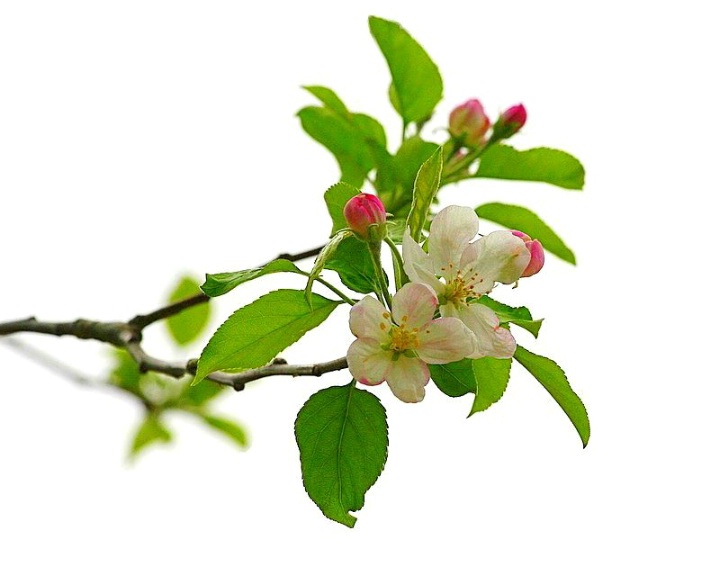 Apple Blossoms