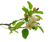 Apple Blossoms
