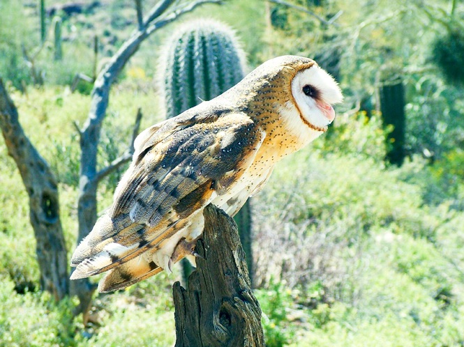 Barn Owl