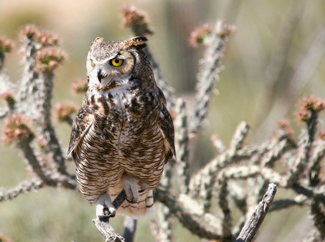 Great Horned owl 2