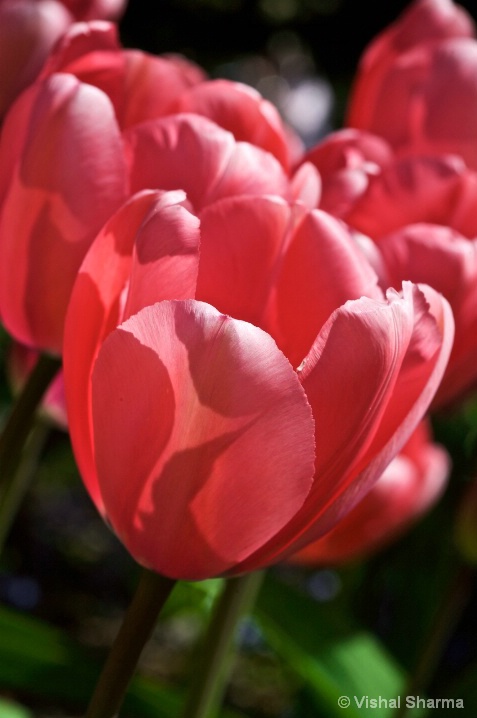 Tulips