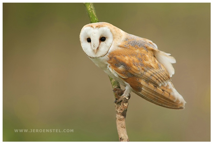 Barn Owl-Tyto alba