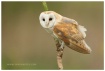 Barn Owl-Tyto alb...