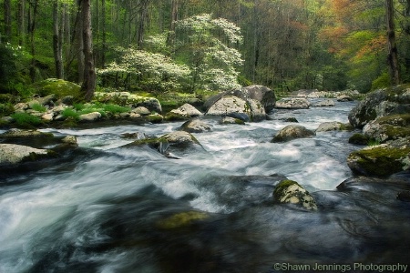 - Springtime in the Smokies -