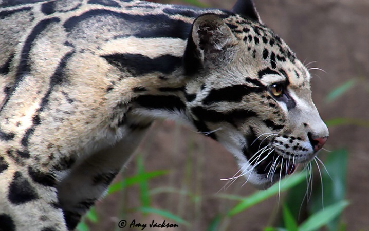 Clouded Leopard