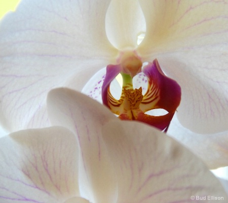 Nicole's Orchid