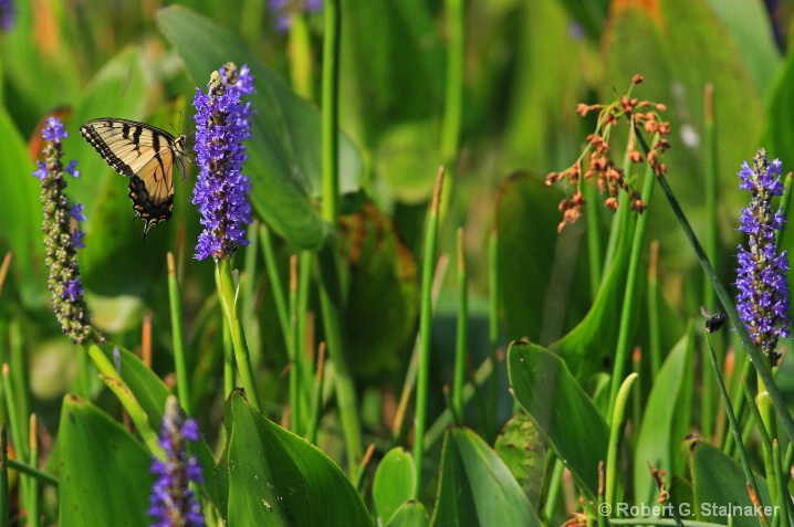 Flora-Florida #2 . . . Pickerelweed