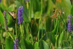 Flora-Florida #2 ...