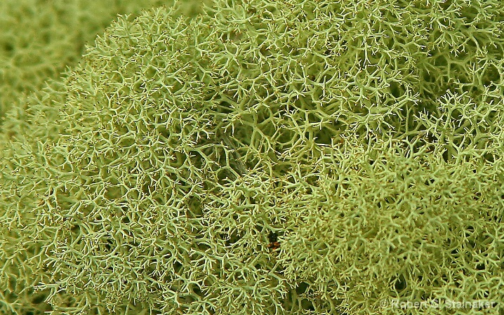 Flora-Florida #3 . . . Powder-puff lichen