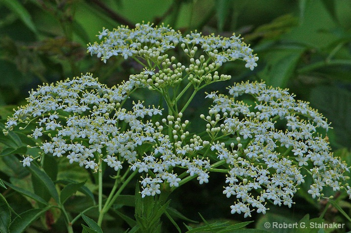 Flora-Florida #1 . . . Elderberry