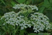 Flora-Florida #1 ...