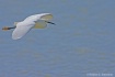 B.I.F. . . Egrett...