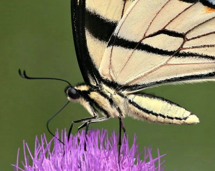 Swallowtail Detail