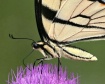 Swallowtail Detai...