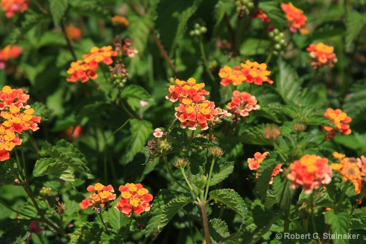 Flora-Florida #4 . . . Lantana camara