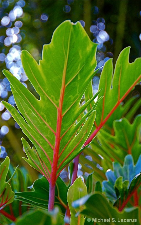 Fire Stalks